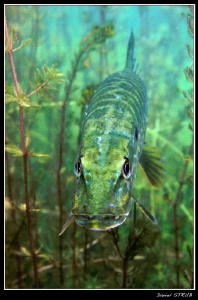 Face to face with an adult pike  :-D by Daniel Strub 